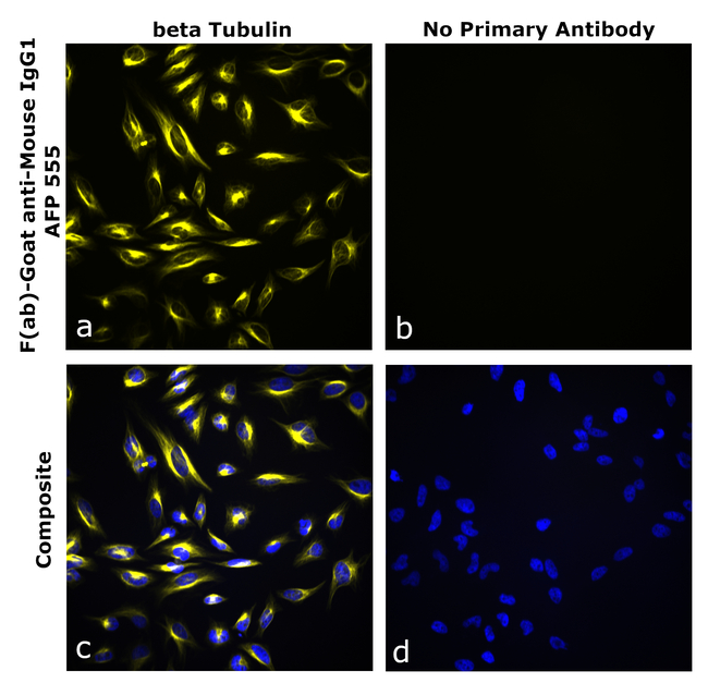 Mouse IgG1 Secondary Antibody in Immunocytochemistry (ICC/IF)