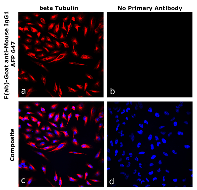 Mouse IgG1 Secondary Antibody in Immunocytochemistry (ICC/IF)
