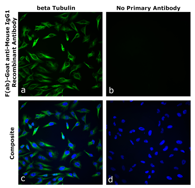 Mouse IgG1 Secondary Antibody in Immunocytochemistry (ICC/IF)