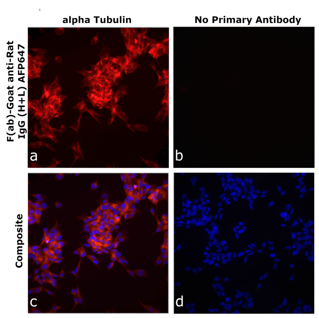 Rat IgG (H+L) Secondary Antibody in Immunocytochemistry (ICC/IF)