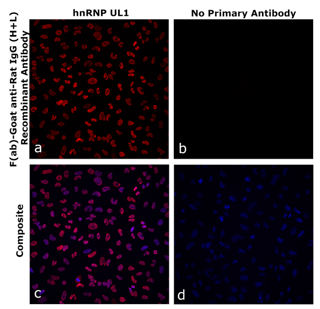 Rat IgG (H+L) Secondary Antibody in Immunocytochemistry (ICC/IF)
