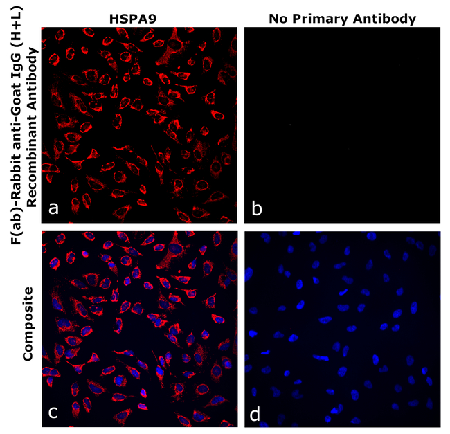 Goat IgG (H+L) Secondary Antibody in Immunocytochemistry (ICC/IF)