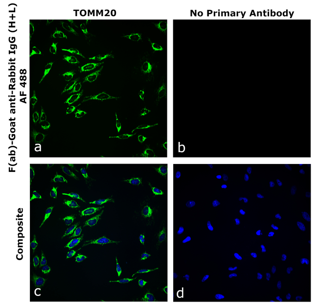 Rabbit IgG (H+L) Secondary Antibody in Immunocytochemistry (ICC/IF)