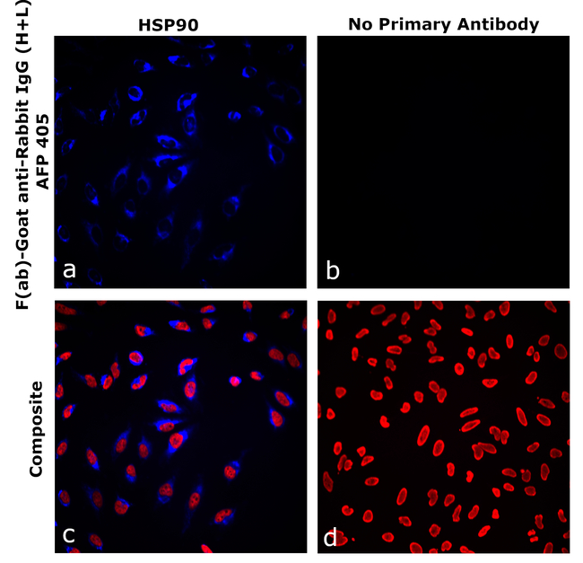 Rabbit IgG (H+L) Secondary Antibody in Immunocytochemistry (ICC/IF)