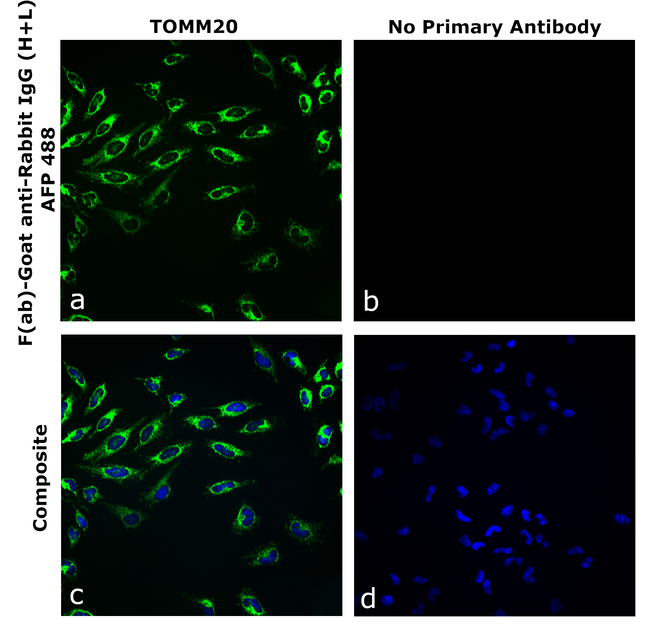 Rabbit IgG (H+L) Secondary Antibody in Immunocytochemistry (ICC/IF)