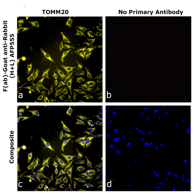 Rabbit IgG (H+L) Secondary Antibody in Immunocytochemistry (ICC/IF)