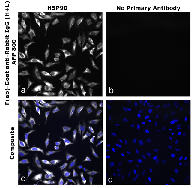 Rabbit IgG (H+L) Secondary Antibody in Immunocytochemistry (ICC/IF)