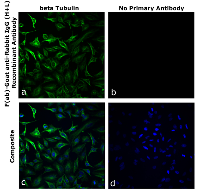 Rabbit IgG (H+L) Secondary Antibody in Immunocytochemistry (ICC/IF)