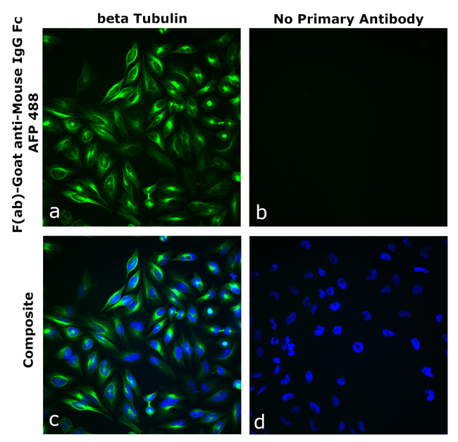 Mouse IgG Fc Secondary Antibody in Immunocytochemistry (ICC/IF)