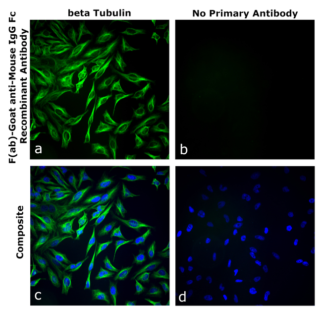 Mouse IgG Fc Secondary Antibody in Immunocytochemistry (ICC/IF)