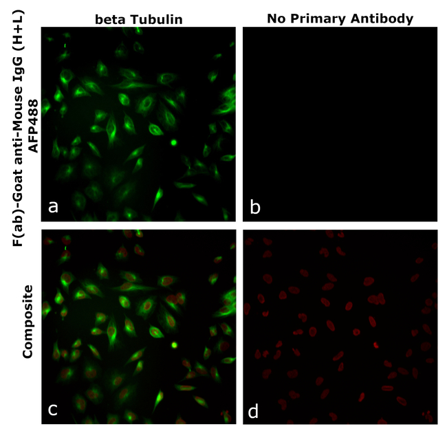 Mouse IgG (H+L) Secondary Antibody in Immunocytochemistry (ICC/IF)