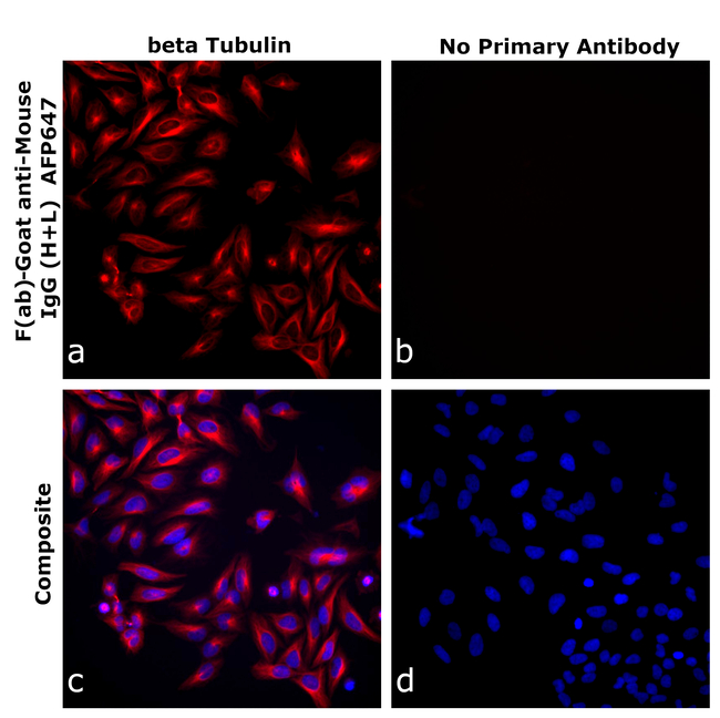Mouse IgG (H+L) Secondary Antibody in Immunocytochemistry (ICC/IF)
