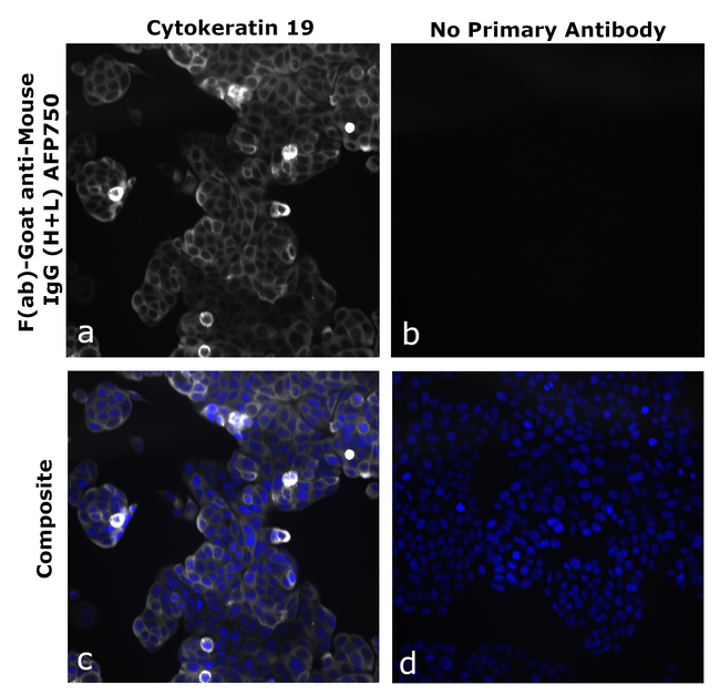 Mouse IgG (H+L) Secondary Antibody in Immunocytochemistry (ICC/IF)