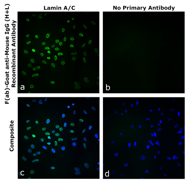Mouse IgG (H+L) Secondary Antibody in Immunocytochemistry (ICC/IF)