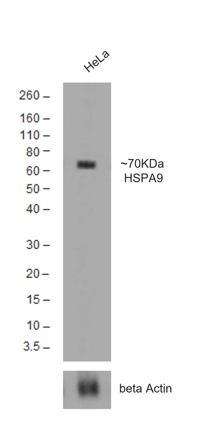 Goat Lambda Light Chain Secondary Antibody in Western Blot (WB)