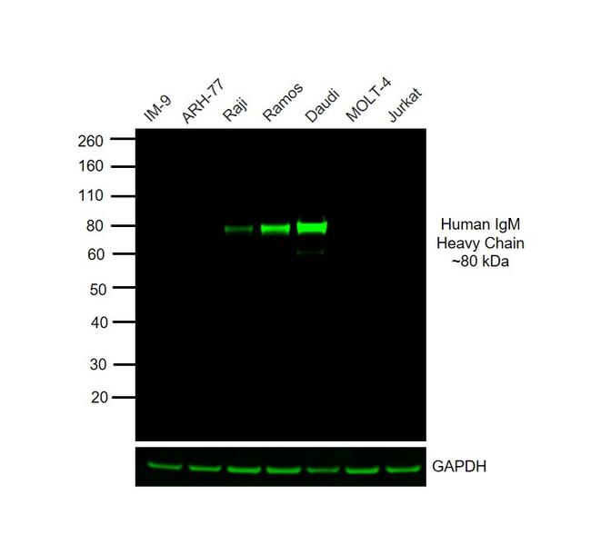 Human IgM Cross-Adsorbed Secondary Antibody in Western Blot (WB)