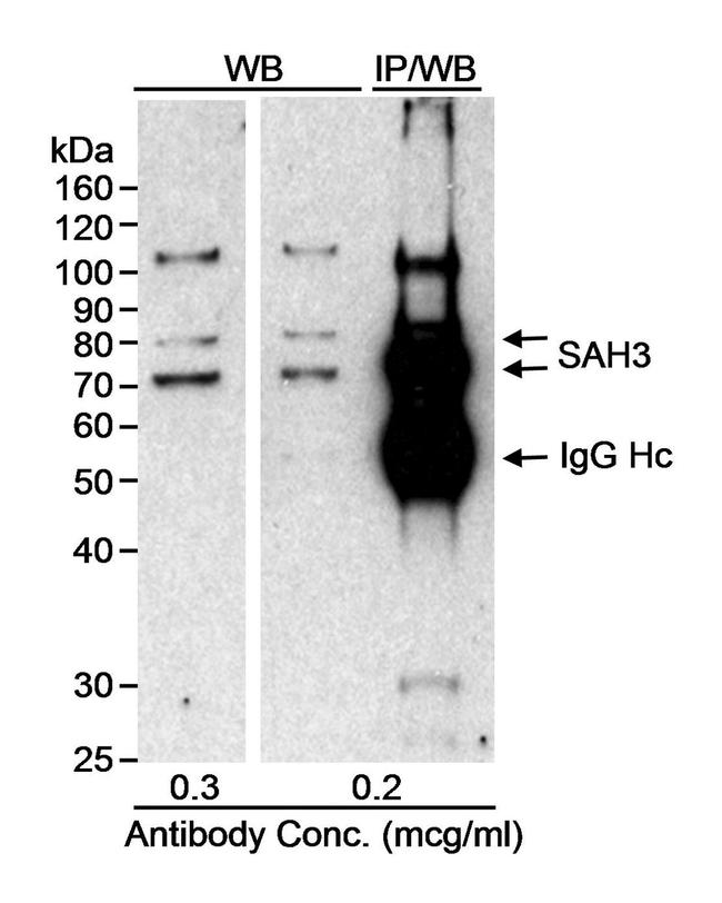 SAH3 Antibody in Western Blot (WB)