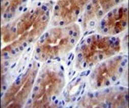 SAMD9 Antibody in Immunohistochemistry (IHC)