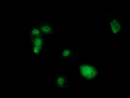 SAMHD1 Antibody in Immunocytochemistry (ICC/IF)