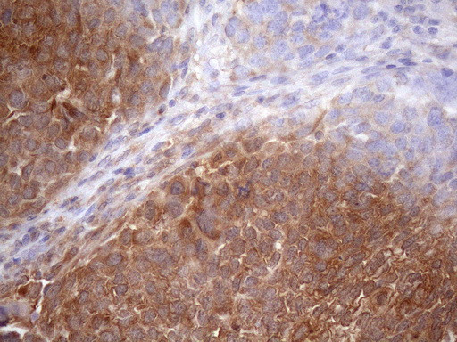 SCFD1 Antibody in Immunohistochemistry (Paraffin) (IHC (P))