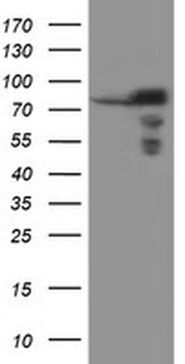 SCFD1 Antibody in Western Blot (WB)