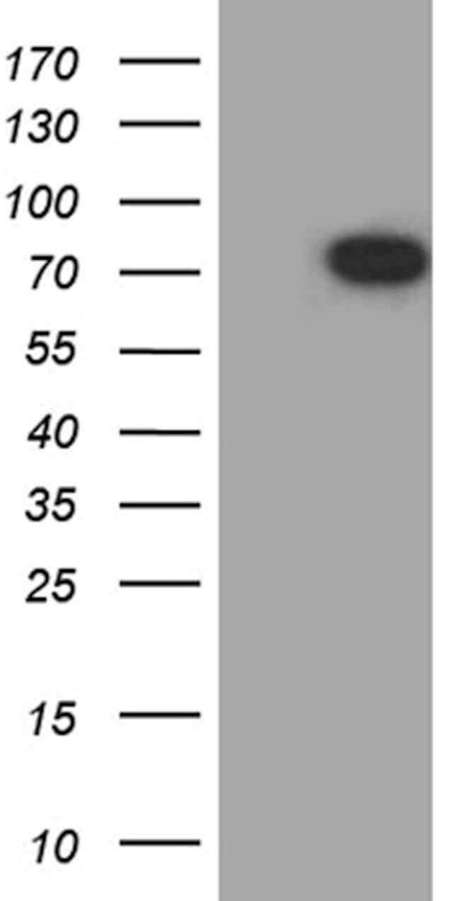 SCG2 Antibody in Western Blot (WB)