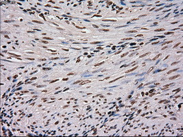 SCYL3 Antibody in Immunohistochemistry (Paraffin) (IHC (P))