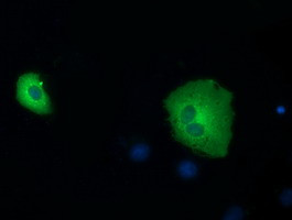 SDR9C7 Antibody in Immunocytochemistry (ICC/IF)