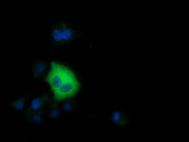 SDR9C7 Antibody in Immunocytochemistry (ICC/IF)