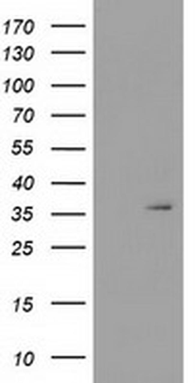 SDR9C7 Antibody in Western Blot (WB)