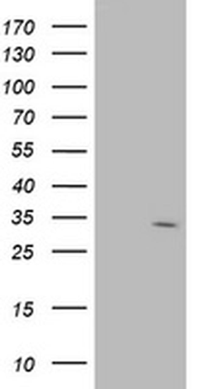 SDR9C7 Antibody in Western Blot (WB)
