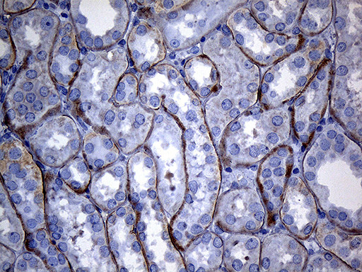 SEC11A Antibody in Immunohistochemistry (Paraffin) (IHC (P))