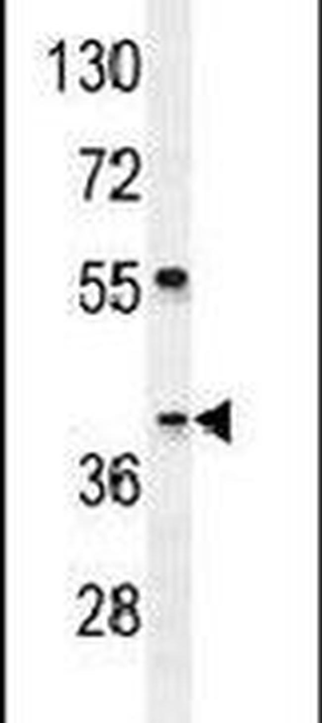 SEC13 Antibody in Western Blot (WB)