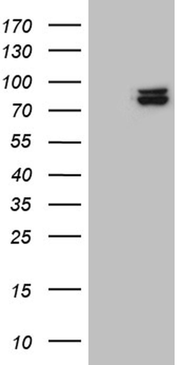 SEC23B Antibody in Western Blot (WB)