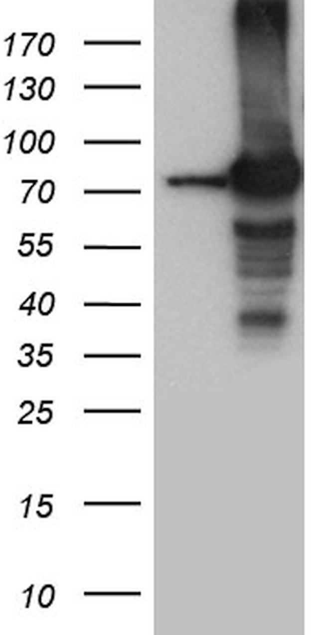 SEC23B Antibody in Western Blot (WB)