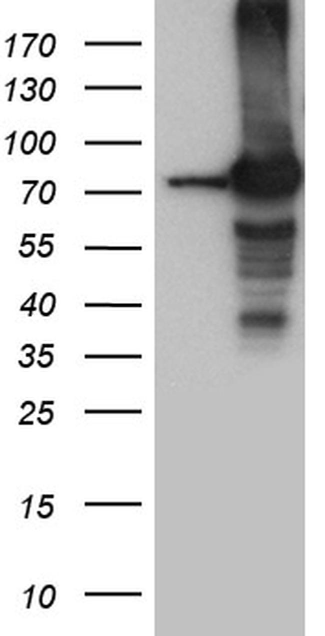 SEC23B Antibody in Western Blot (WB)