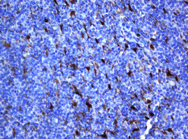 SELENBP1 Antibody in Immunohistochemistry (Paraffin) (IHC (P))