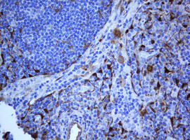 SELENBP1 Antibody in Immunohistochemistry (Paraffin) (IHC (P))