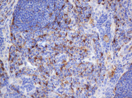 SELENBP1 Antibody in Immunohistochemistry (Paraffin) (IHC (P))