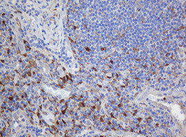 SELENBP1 Antibody in Immunohistochemistry (Paraffin) (IHC (P))