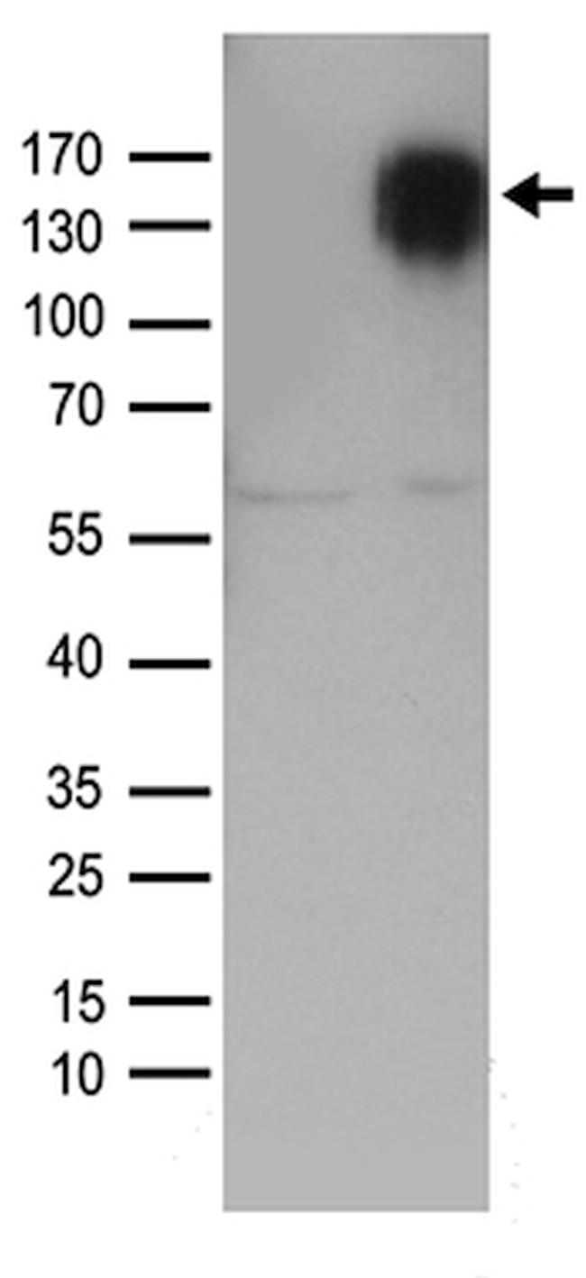 SELP Antibody in Western Blot (WB)