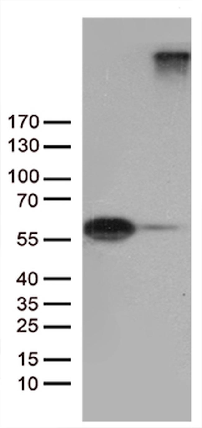 SEMA3G Antibody in Western Blot (WB)