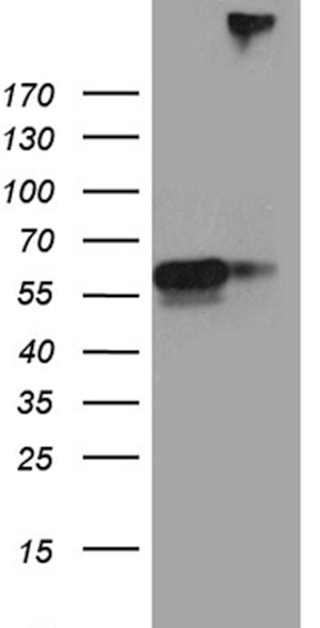 SEMA3G Antibody in Western Blot (WB)