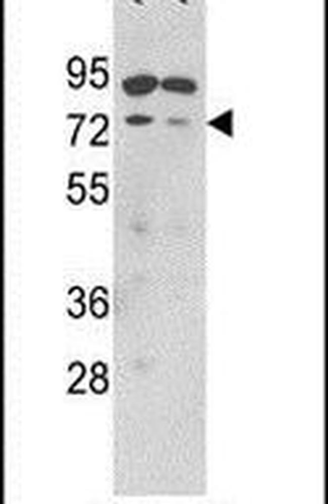 SENP1 Antibody in Western Blot (WB)