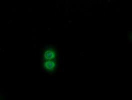SENP2 Antibody in Immunocytochemistry (ICC/IF)