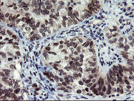 SENP2 Antibody in Immunohistochemistry (Paraffin) (IHC (P))