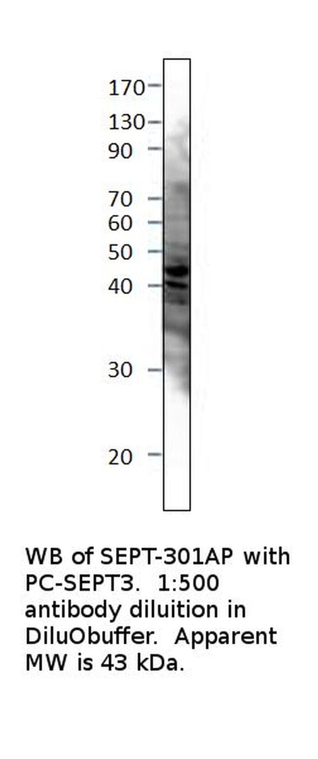 Septin 3 Antibody in Western Blot (WB)