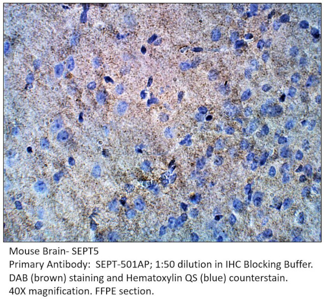 SEPT5 Antibody in Immunohistochemistry (IHC)