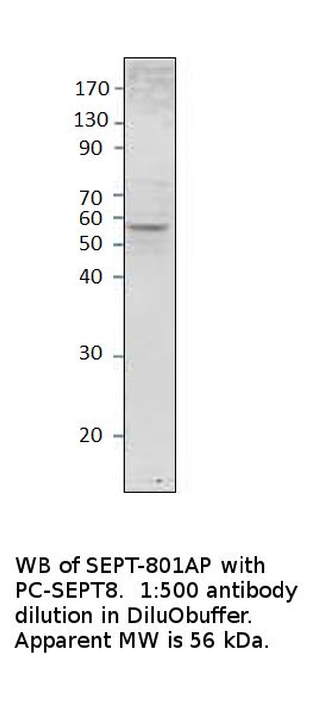 Septin 8 Antibody in Western Blot (WB)