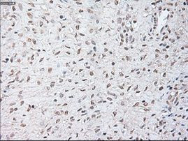 SERPINA1 Antibody in Immunohistochemistry (Paraffin) (IHC (P))